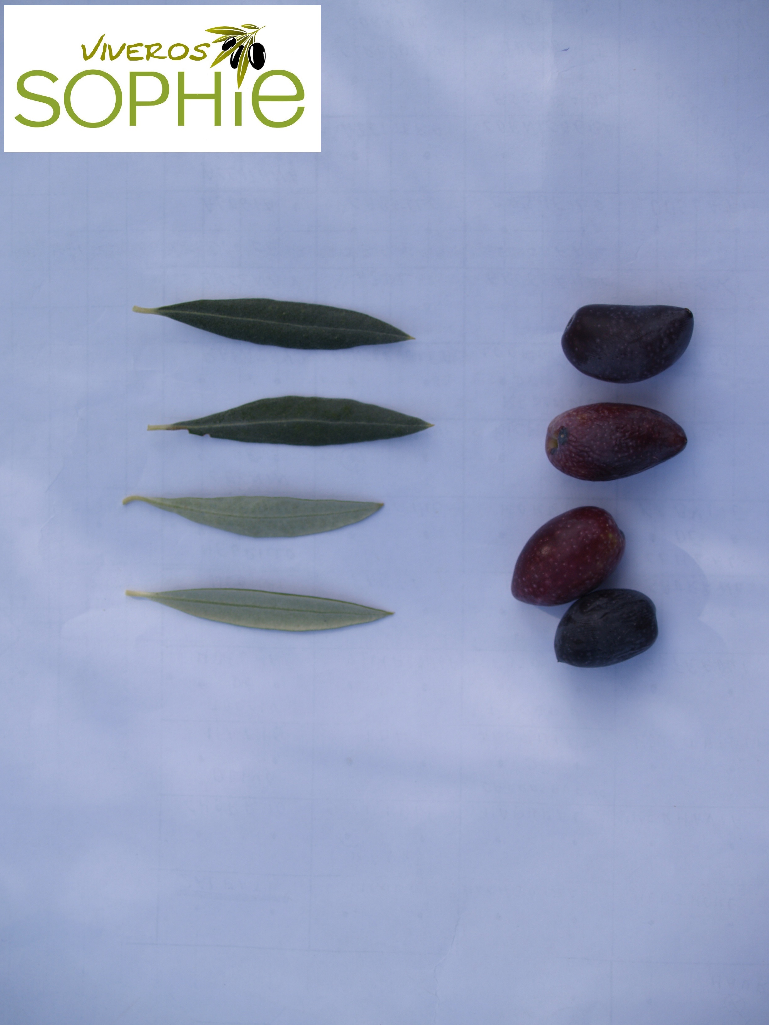 Variedad de olivo NEVADO  AZUL